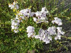 limonium sinuatum